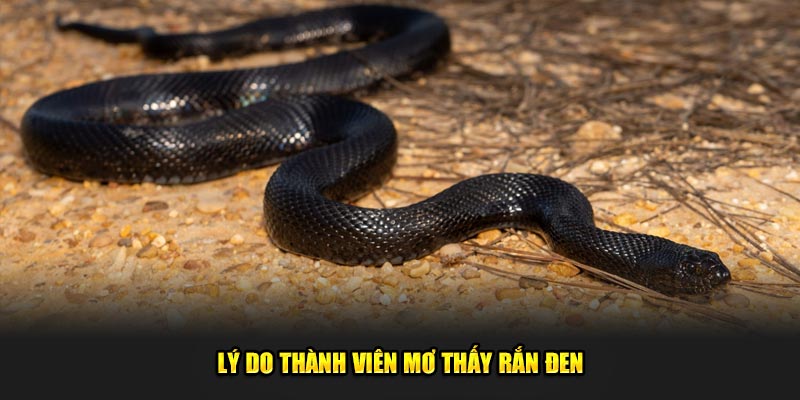 Lý do thành viên mơ thấy rắn đen 