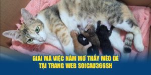 giải mã giấc mơ - mơ thấy mèo đẻ