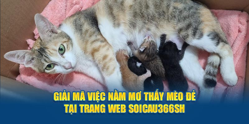 giải mã giấc mơ - mơ thấy mèo đẻ