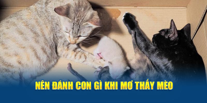 Thành viên nên đánh con gì khi mơ thấy mèo 