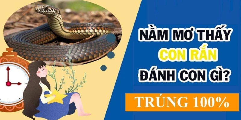 Những con số mà bạn không thể bỏ qua khi mơ thấy rắn