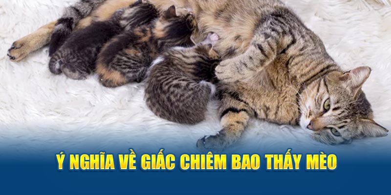 Ý nghĩa về giấc chiêm bao thấy mèo