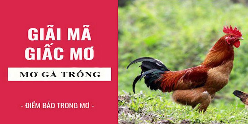 Mơ thấy gà và một số ý nghĩa cơ bản